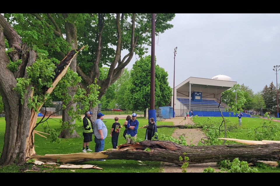 People check out the damage done as huge limbs came down off maple trees down the right field line just before Saturday's season opener. No one was hurt but the game was called off.