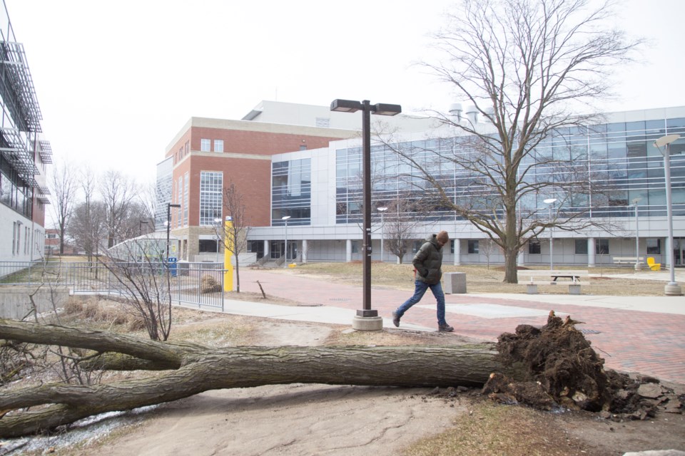 A tree is seen knocked down on the University of Guelph campus as Guelph deals with high winds on Wednesday. Kenneth Armstrong/GuelphToday