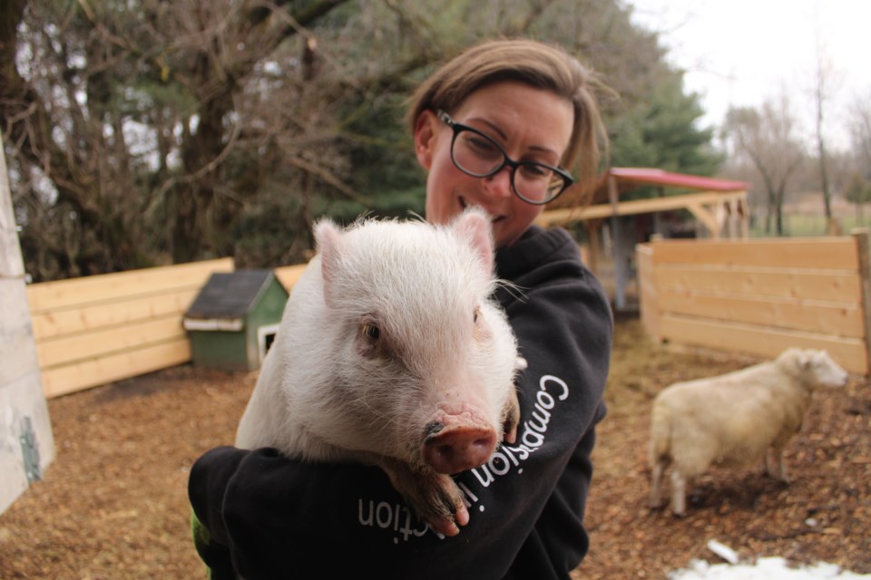 GLO Farm Sanctuary owner/operator Allison Bisram holds Chauncey. Keegan Kozolanka/GuelphToday