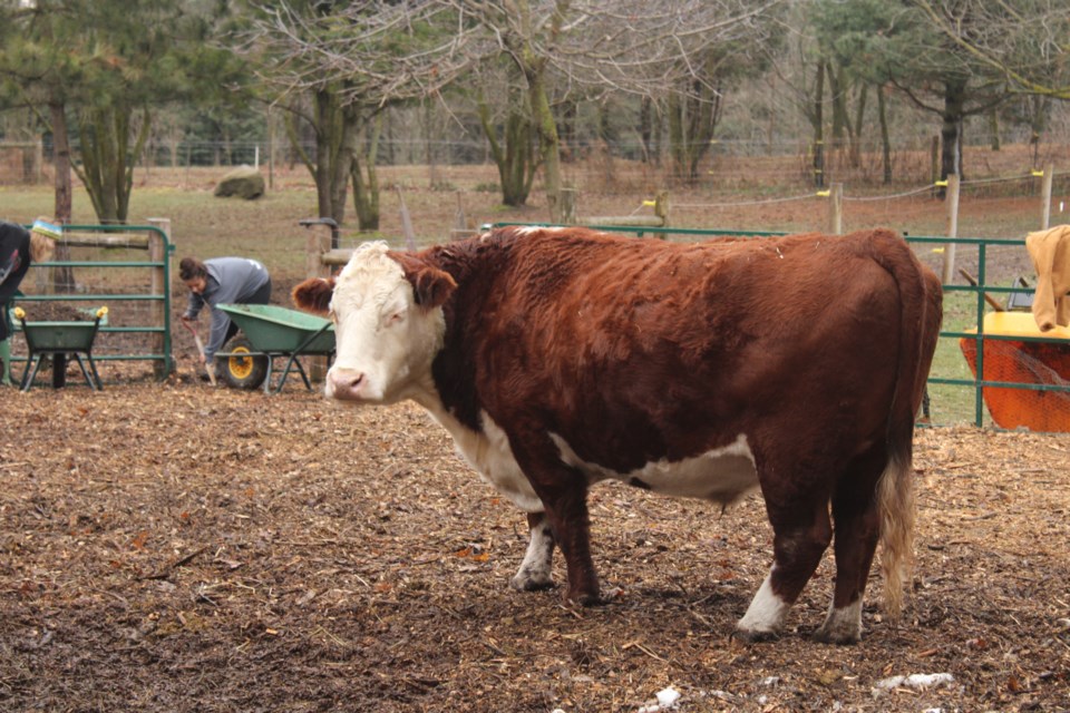20201127-glofarmsanctuary-kk06