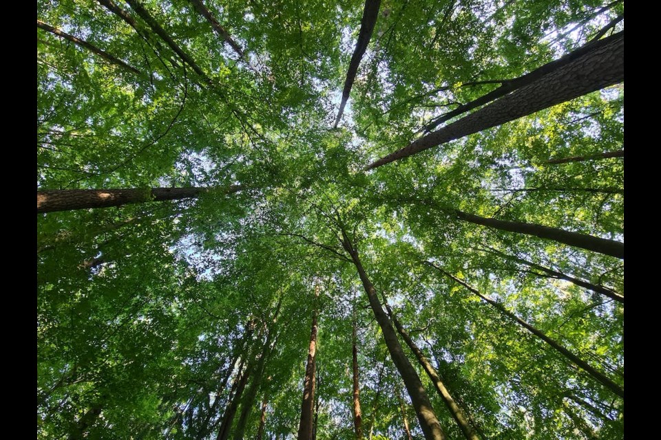 A tree canopy