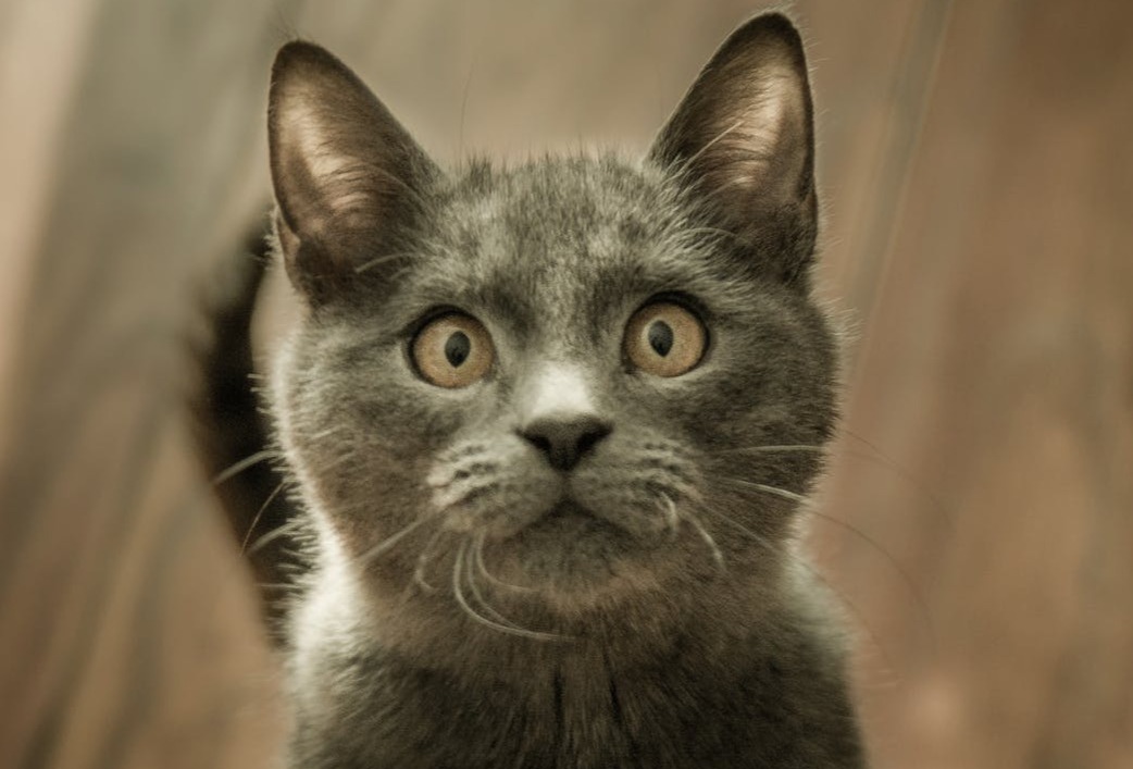 Nearly 70 per cent of cats in homes with COVID tested positive for antibodies, U of G study finds