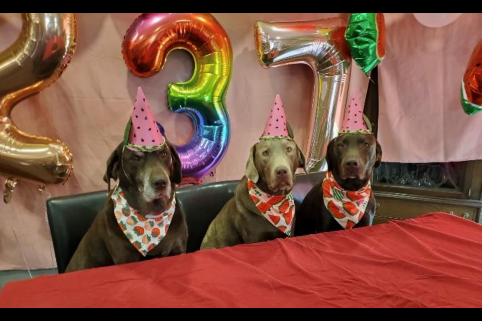 Three of Chelsey Peterson's Chocolate Labrador Retrievers celebrating their birthdays