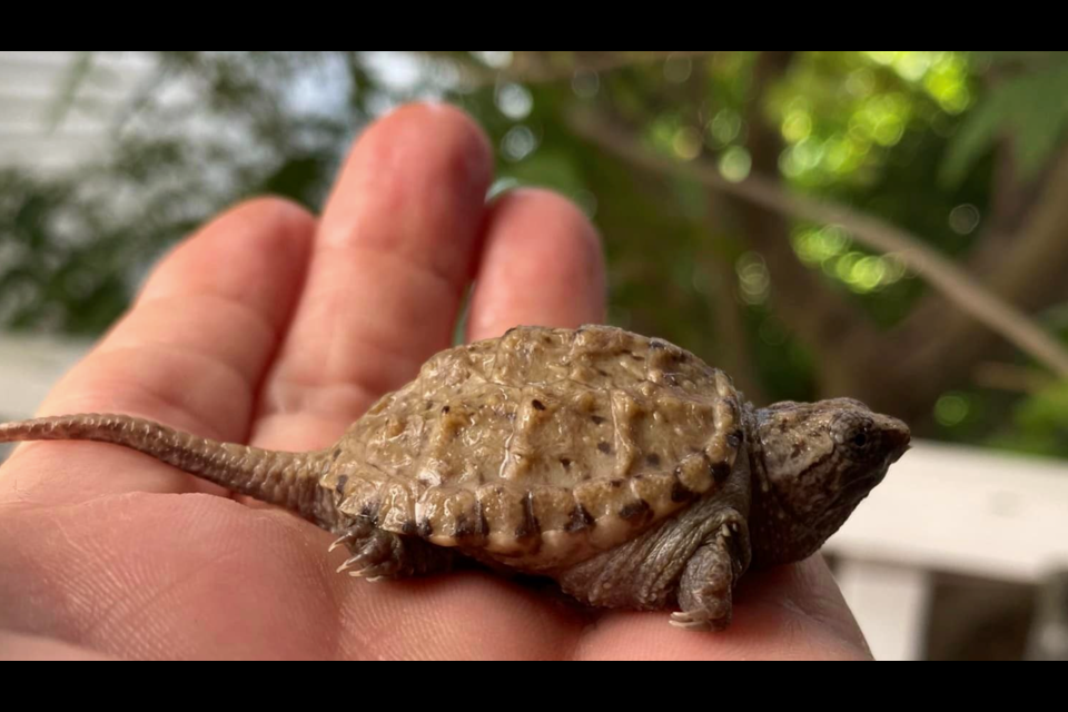 One of the thousand baby snapping turtles Sandy Nicholls has saved this year.