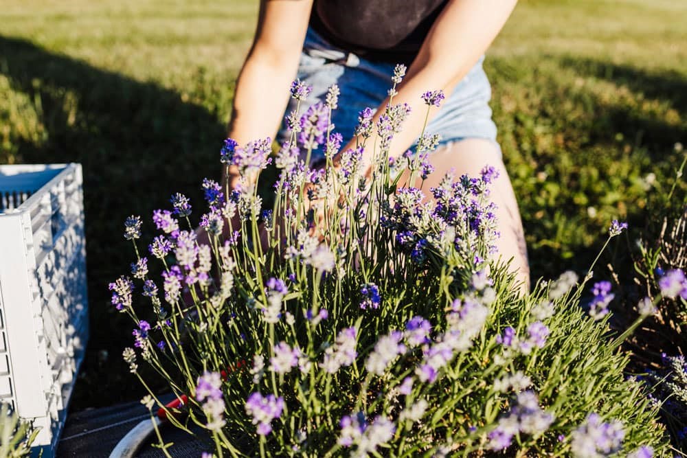 Business owners get a helping hand post-pandemic through Experimental Acres