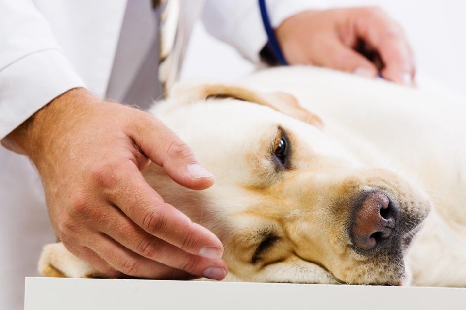 Dartmouth SPCA vet hospital going strong one year after opening - CityNews Halifax Dartmouth SPCA vet hospital going strong one year after opening - CityNews Halifax