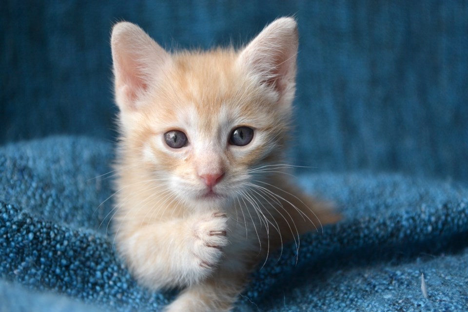 011118-cat-kitten-AdobeStock_86096187