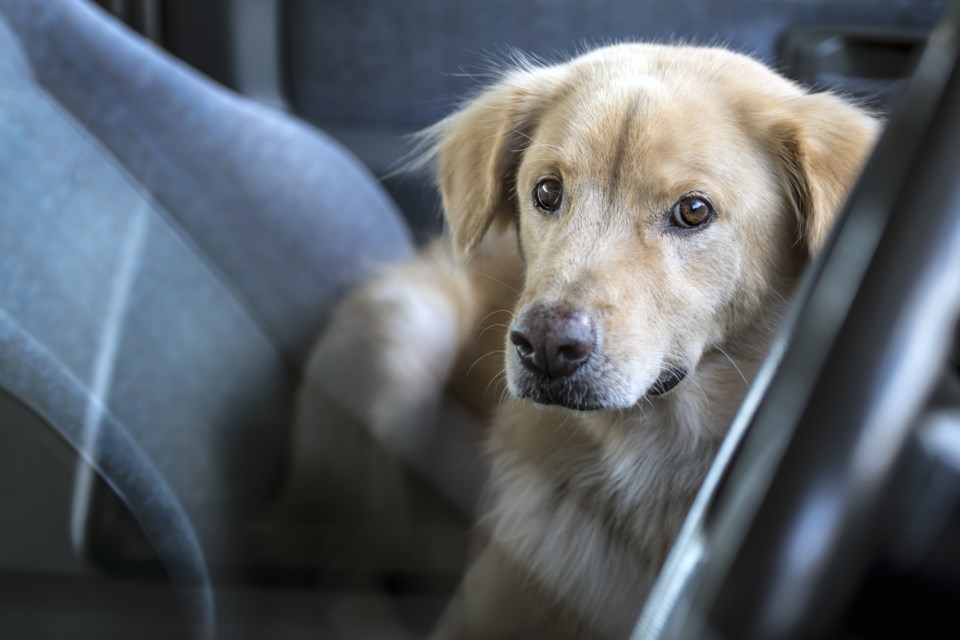 Leaving a pet in a hot car is 'act of animal cruelty' - Orillia News
