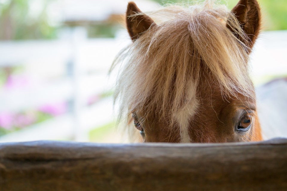 052418-horse-stable-barn-AdobeStock_91311255