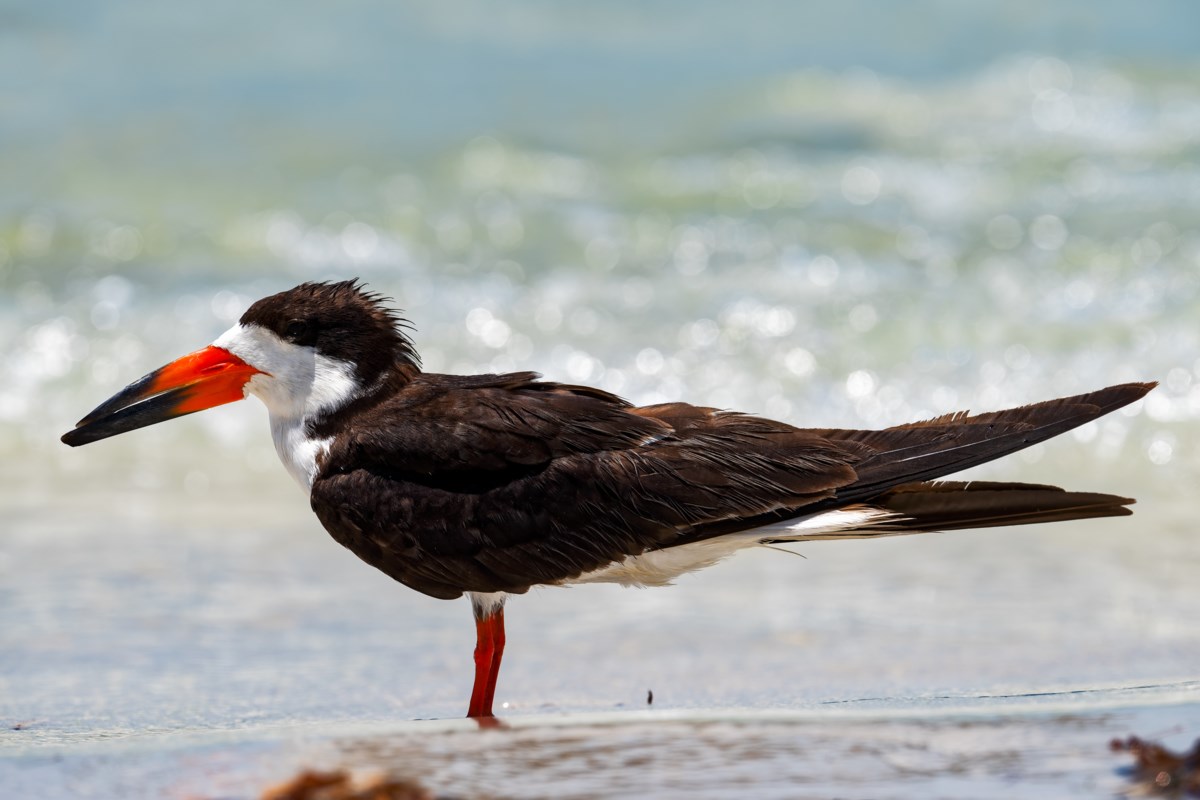 Dorian brings birds from southern spots to Nova Scotia HalifaxToday.ca