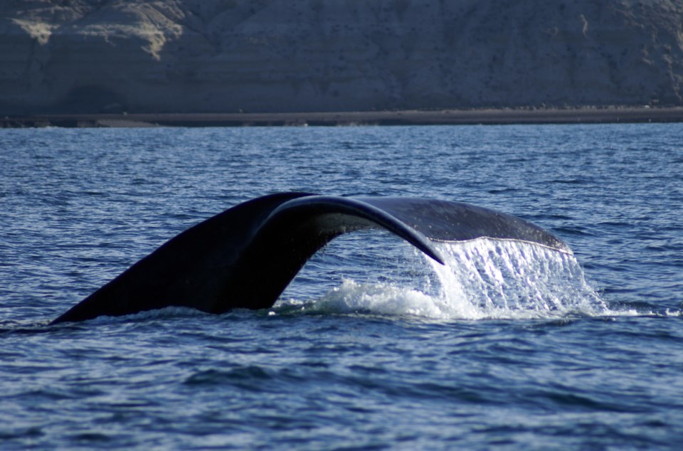 102217-right whale-adobe stock photo-MG
