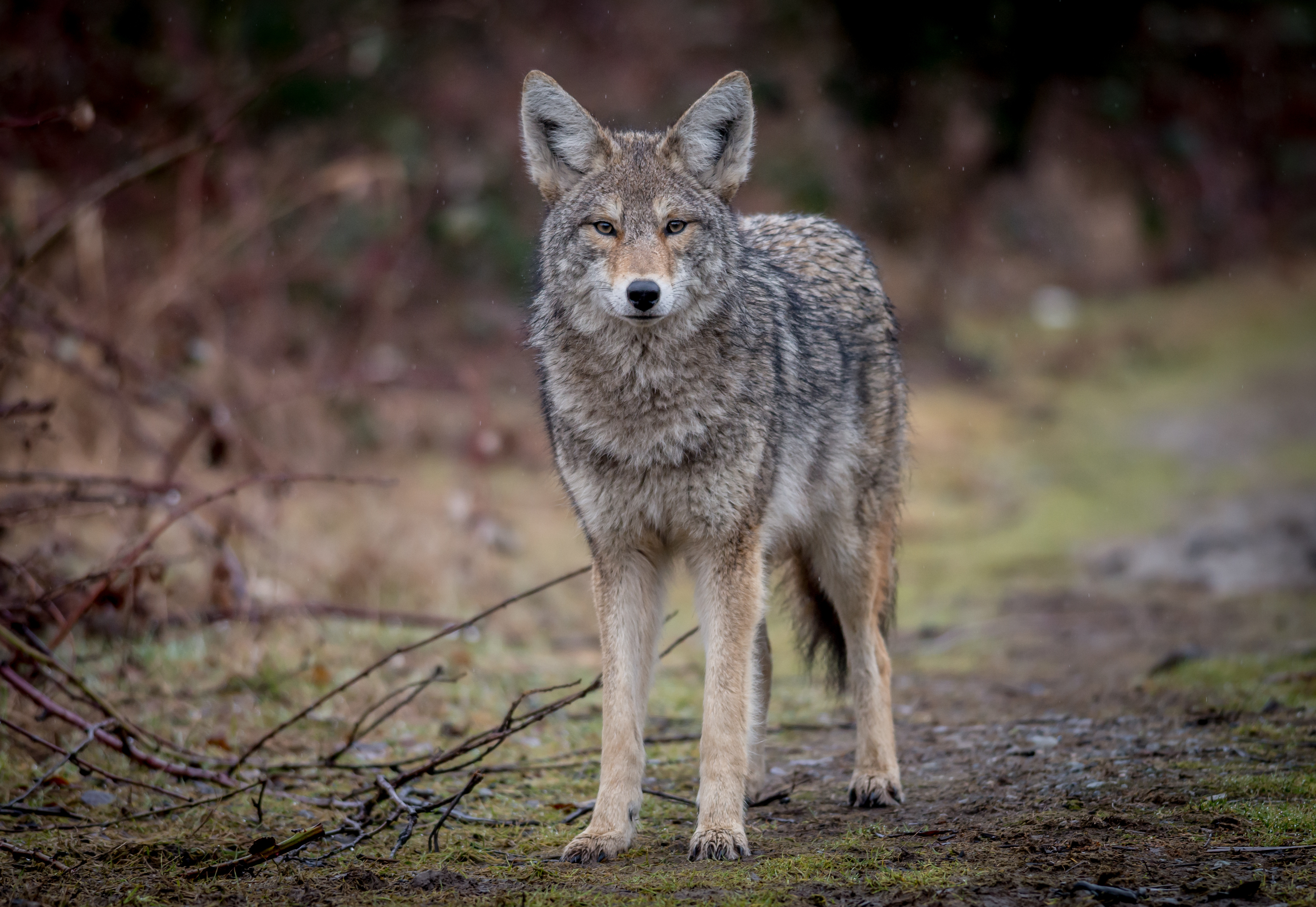 Wildlife experts investigating increase in coyote sightings near ...