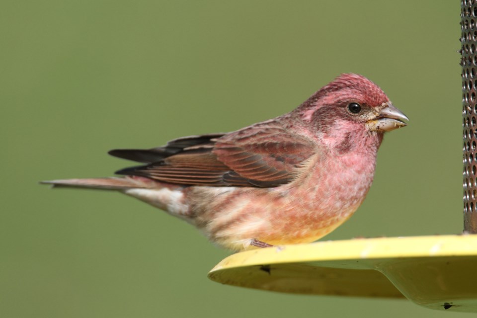 112117-bird-purple finch-AdobeStock_165870210