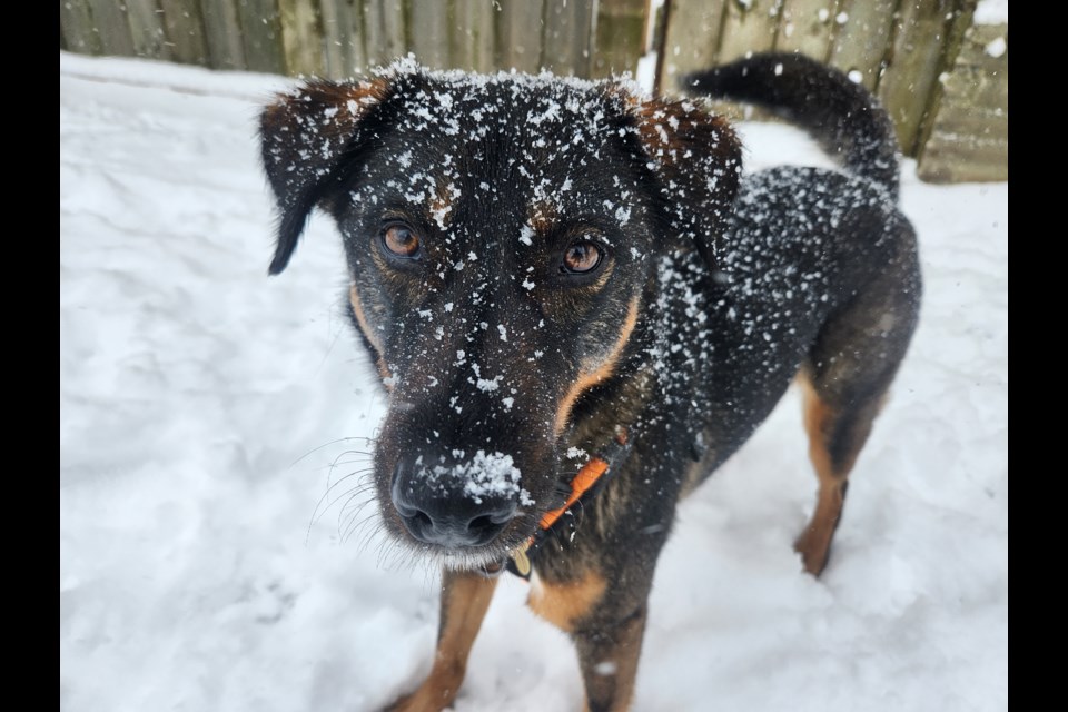 A dog playing in freshly fallen snow.