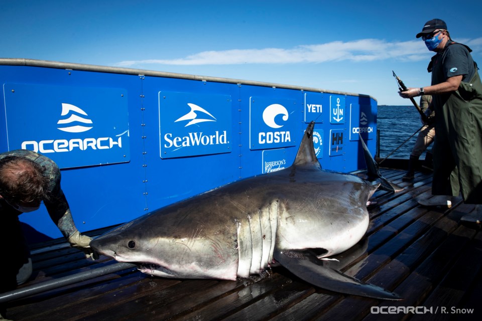 Breton (Photo courtesy of OCEARCH, credit: Chris Ross)