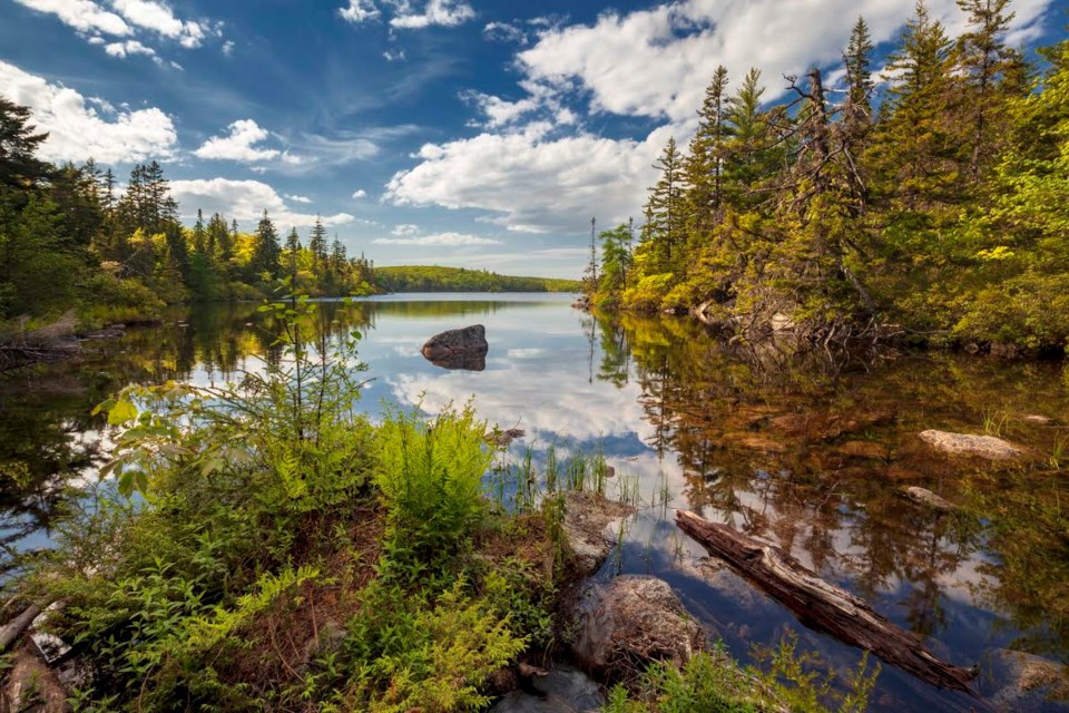 grim Dingy Identitet Nova Scotia Nature Trust announces purchase of Blue Mountain Wilderness  Connector - CityNews Halifax