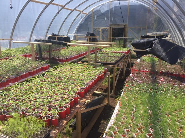 Fogarty's Market Garden is in its first year of business selling fruit tree and vegetable transplants. (Photo: submitted)
