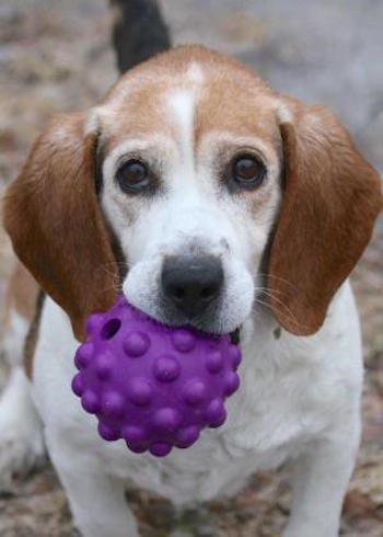 Adopt Me: How can you say no to that face? - HalifaxToday.ca