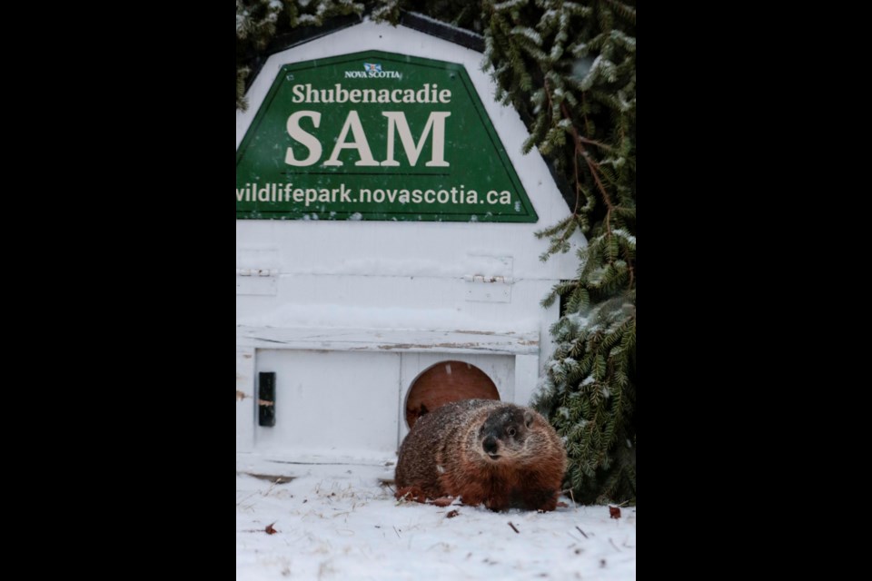 Shubenacadie Sam emerges from her burrow at Shubenacadie Wildlife Park and predicts an early spring.