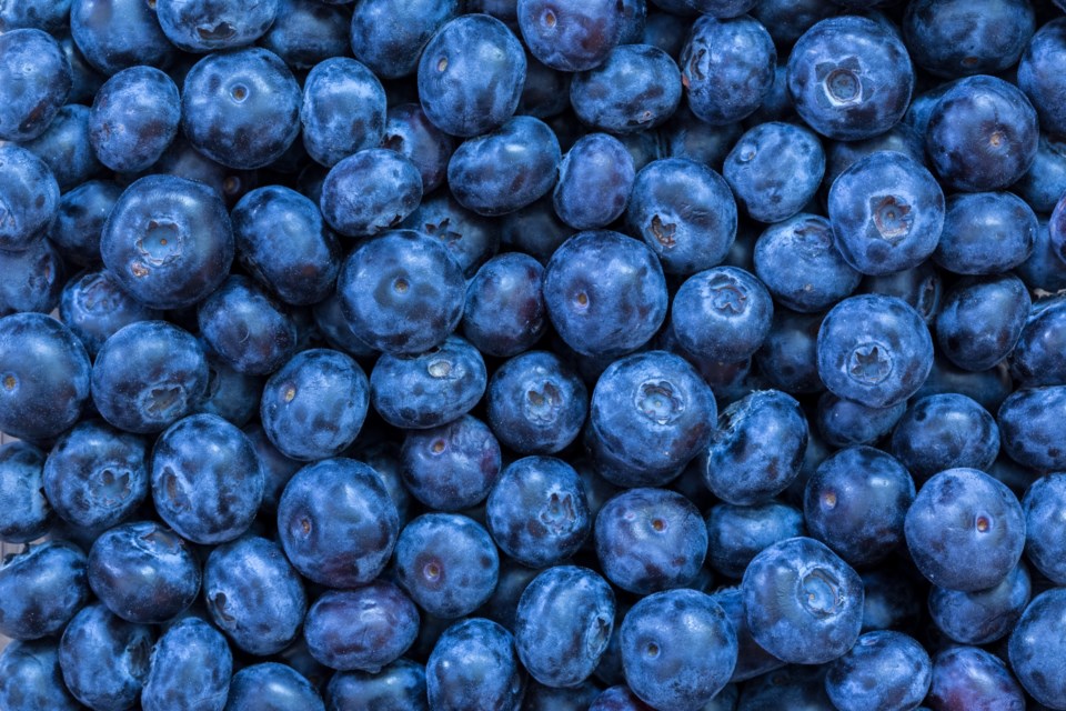 071619-blueberries-blueberry-AdobeStock_63495879