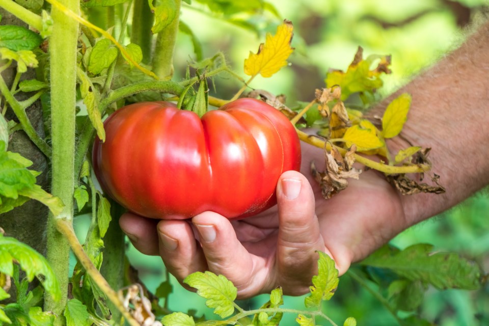 090519-tomato-garden-farmer-AdobeStock_169330984