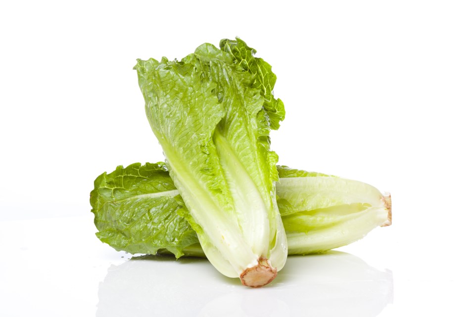 122217-romaine lettuce-AdobeStock_33633898