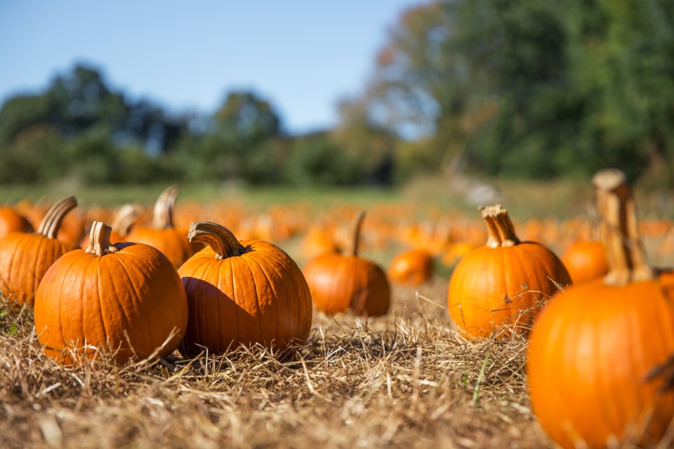102020 - halloween pumpkin patch - AdobeStock_229228930