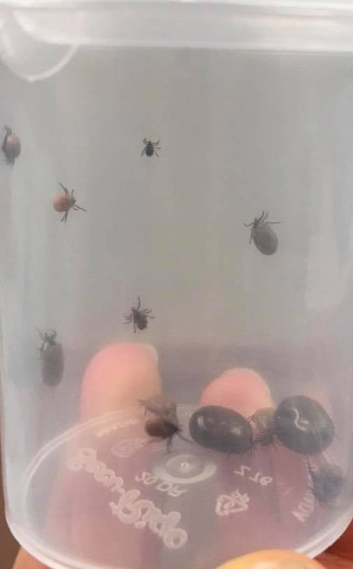 Ticks