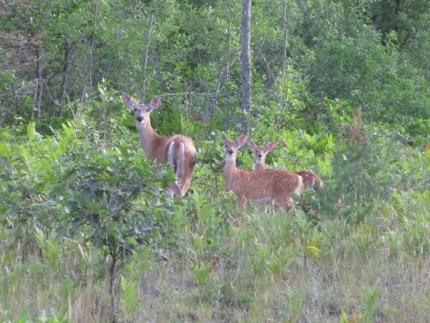 101717-deer-hunting-MG