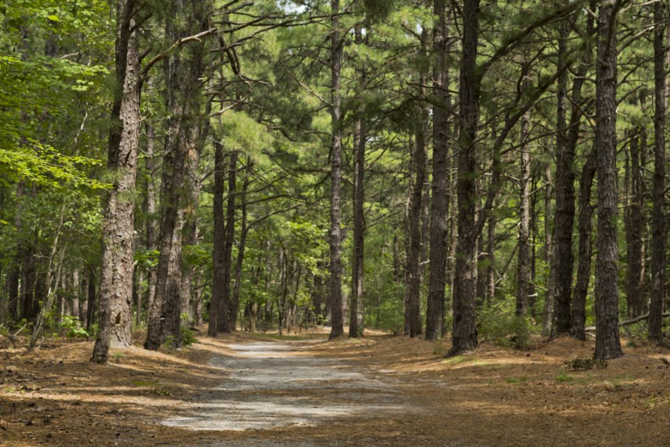 A trail with a canopy of tree cover is an ideal way to experience nature in the summer.