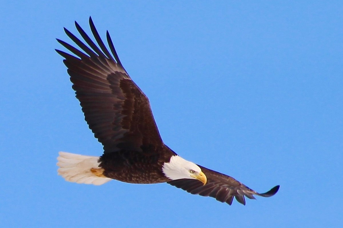 Soaring eagle numbers at this year’s Eagle Watch (22 photos