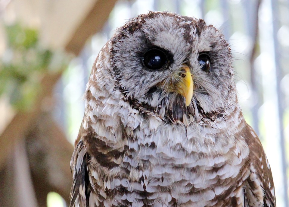 082618-hope for wildlife-barred owl