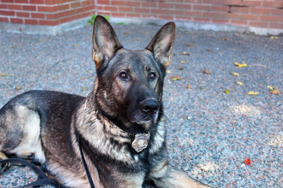012519-K9-police service dog Steeler