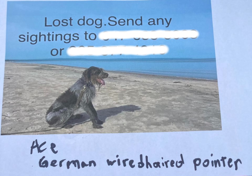 Canine misplaced within the chilly for every week reunited with Halton Hills household