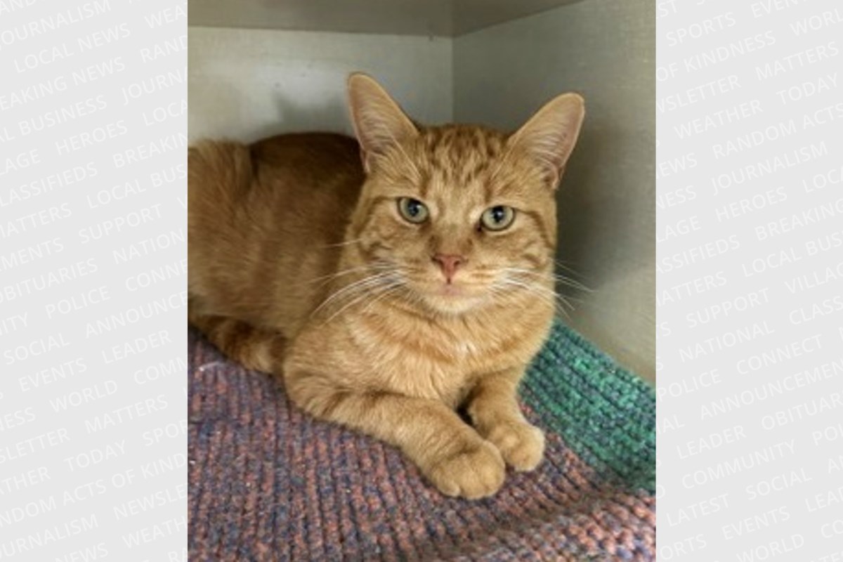 PET OF THE WEEK: Tang is a gentle, shy guy