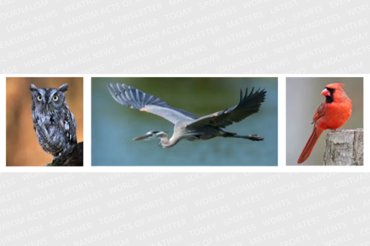 Eastern Screech Owl, Great Blue Heron, Northern Cardinal finalists when voting opens Aug. 9