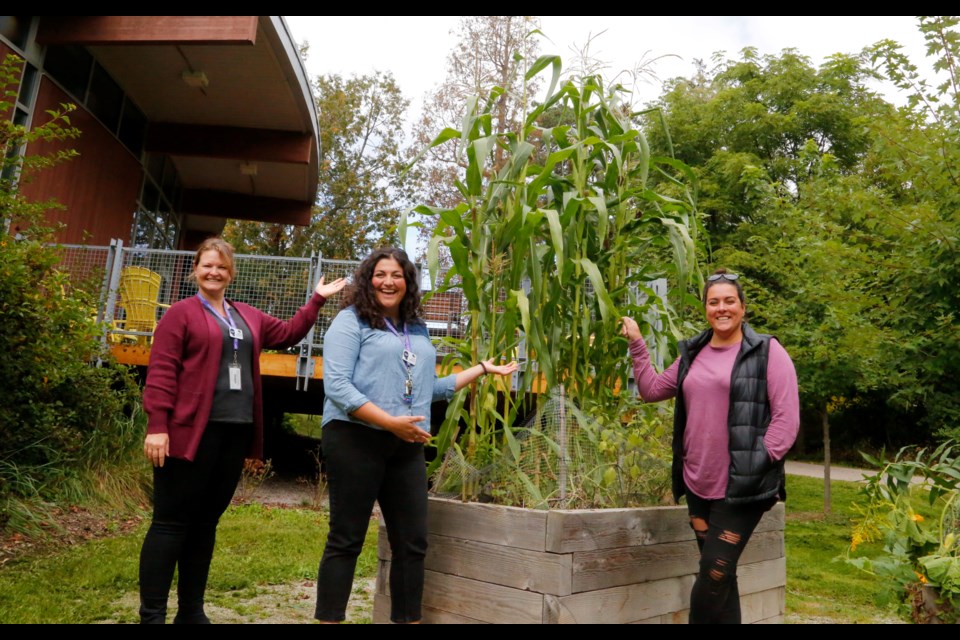 Corn stalks tower over Andrea Arsenault (left), Emma Lupinacci and Jennifer Ancona.