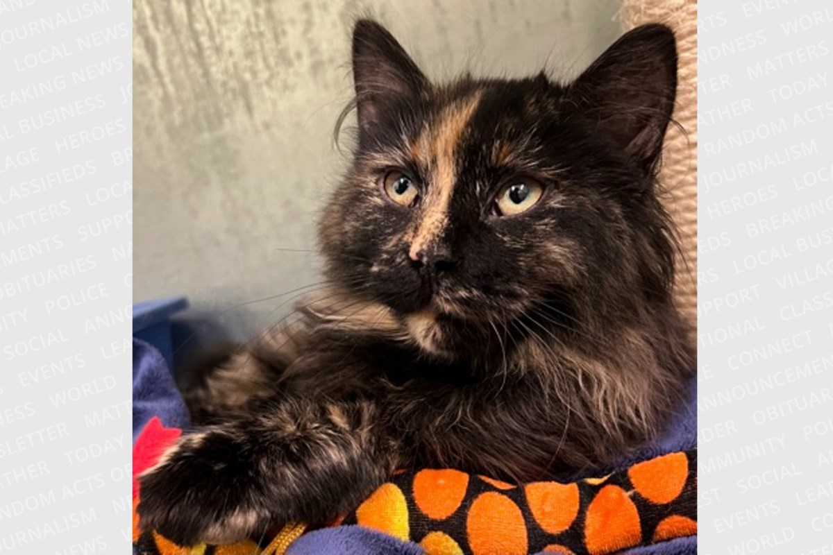 PET OF THE WEEK: Sorrel is a sweet kitten who loves to play