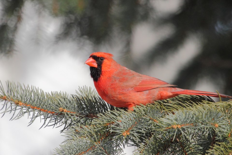 ICYMI: Christmas Bird Count set to take flight in Halton Hills