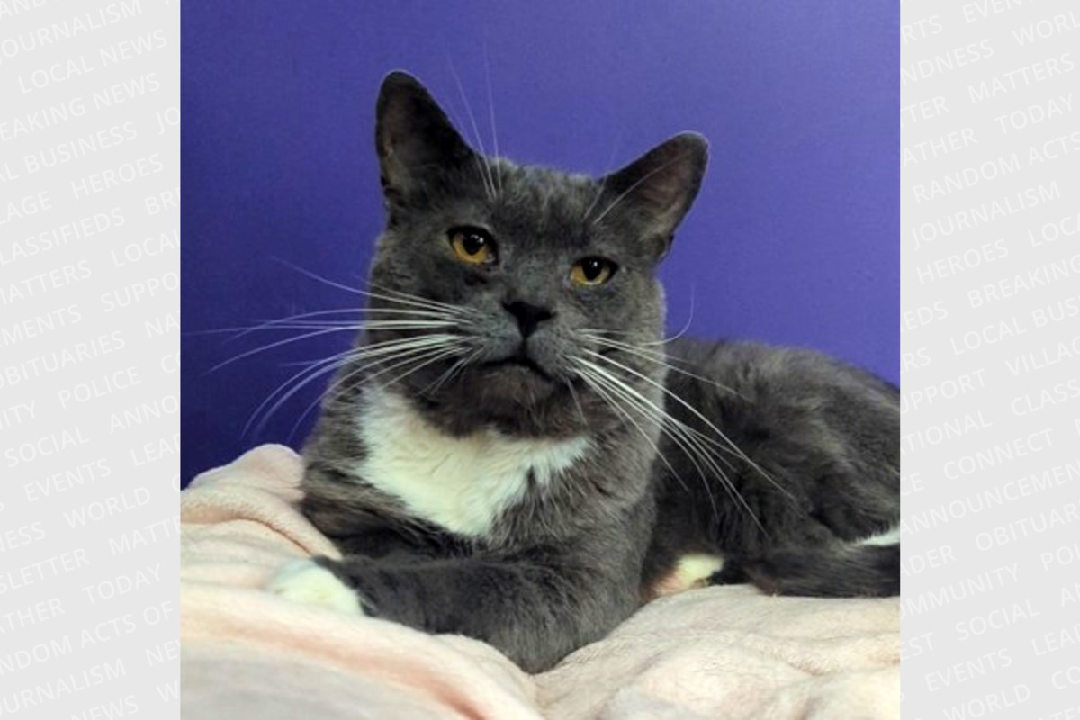 PET OF THE WEEK: Whiskers wants the love and affection he never knew