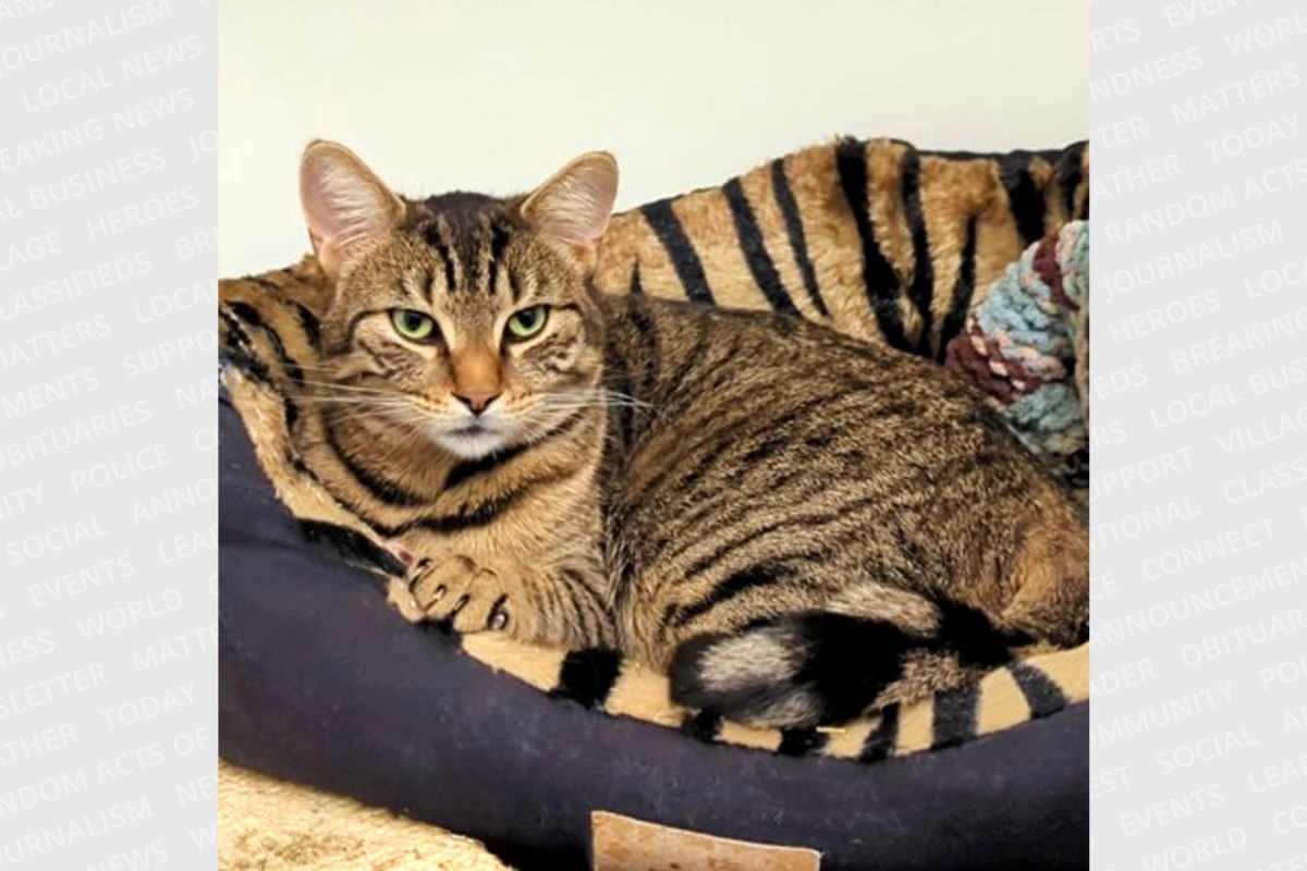 PET OF THE WEEK: Moose loves to play and give cuddles