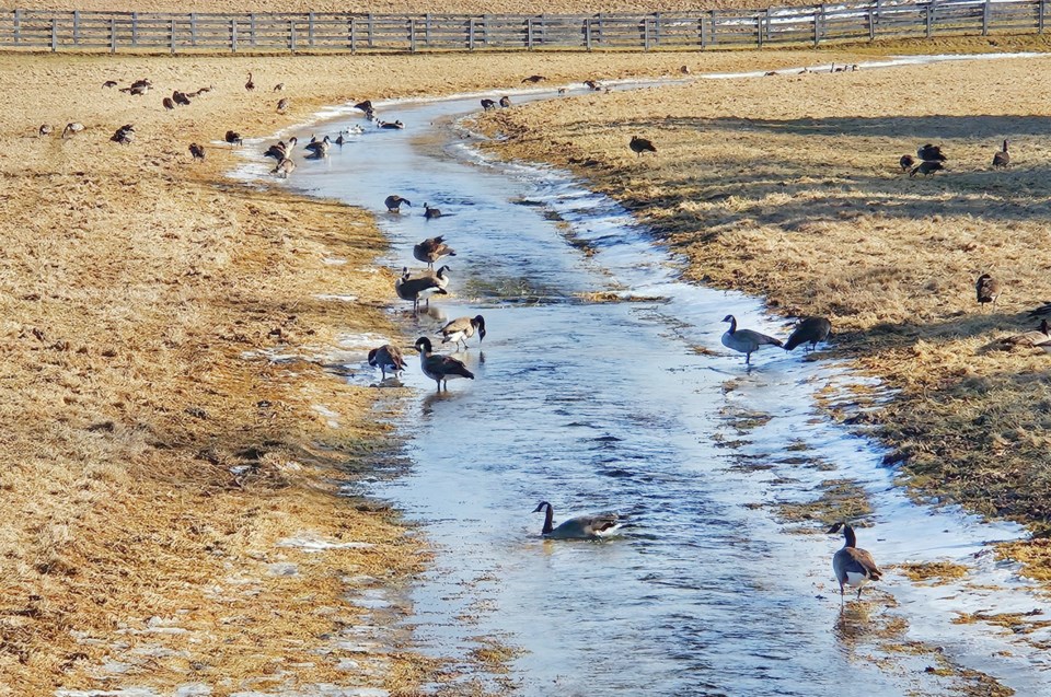 20240304geese32sdroad