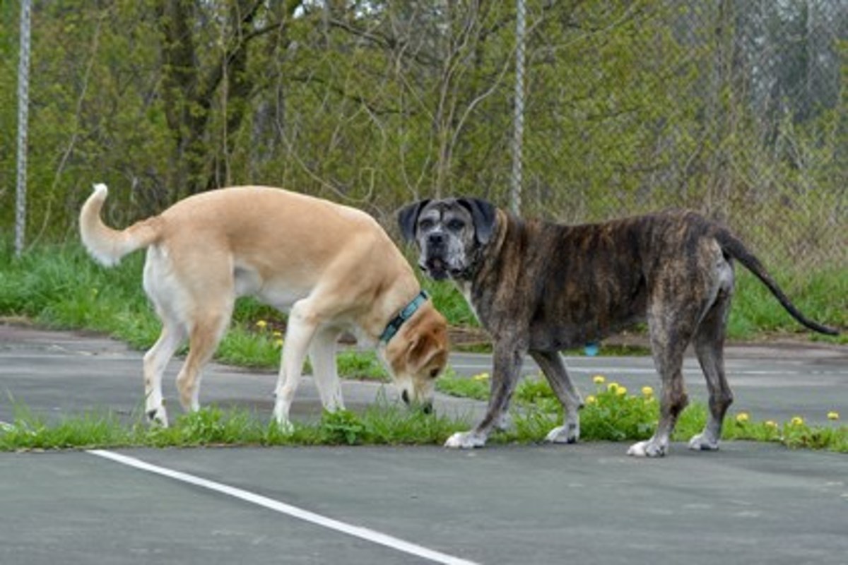 PET OF THE WEEK: Meesha and Dax have an unbreakable bond