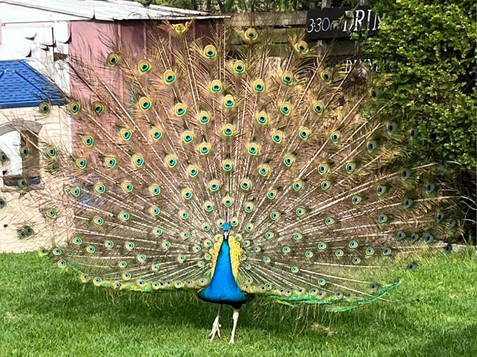 20240517peacockfeathersmt