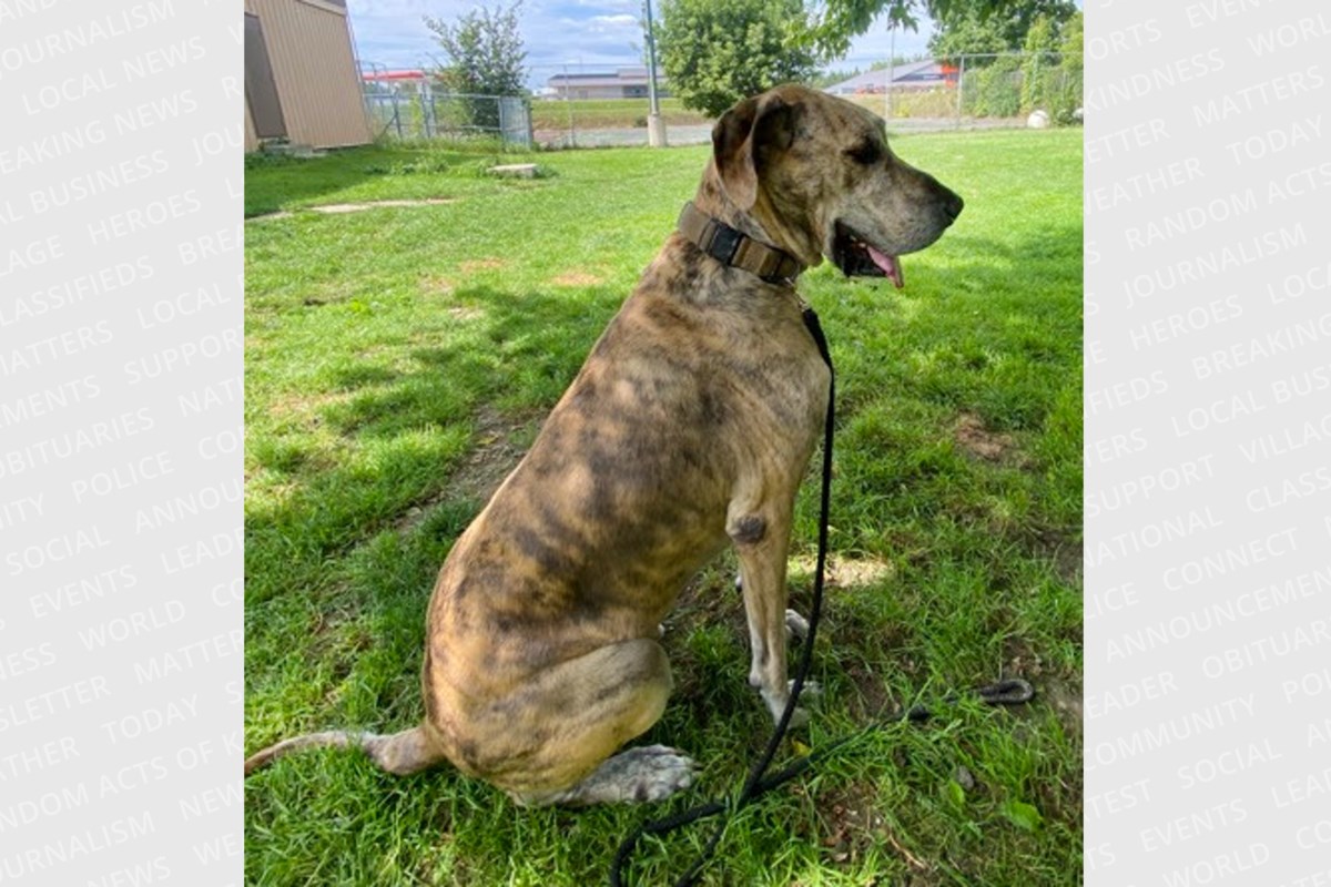 PET OF THE WEEK: Floki is a big suck who loves a good back rub