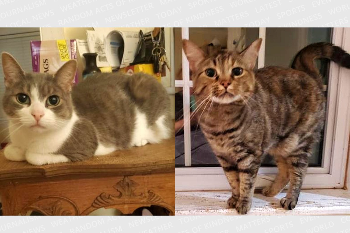 PET OF THE WEEK: Bonded pair Maverick and Raven have great personalities