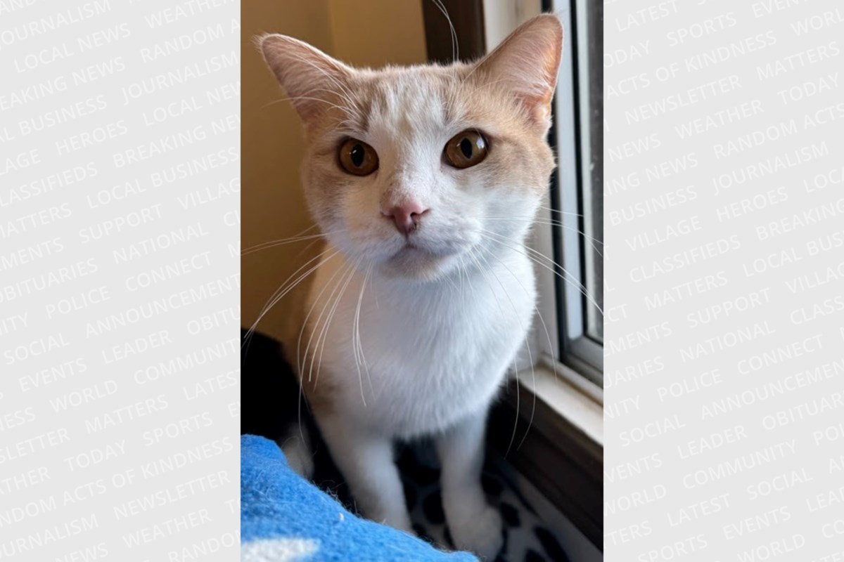 PET OF THE WEEK: Handsome Howard loves cheek scratches