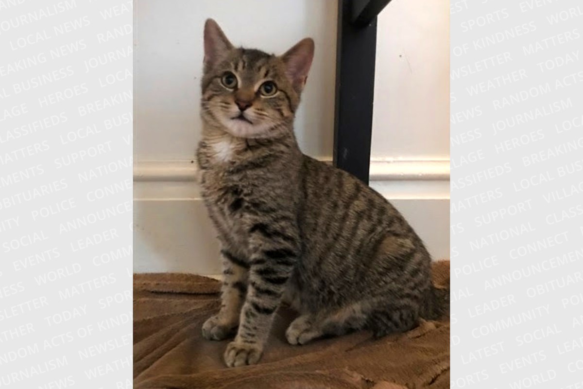 PET OF THE WEEK: Silver is a lap cat to the core and will purr for hours