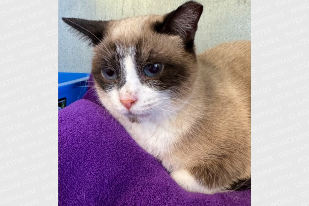 PET OF THE WEEK: Sweet Shira has the most beautiful little meow
