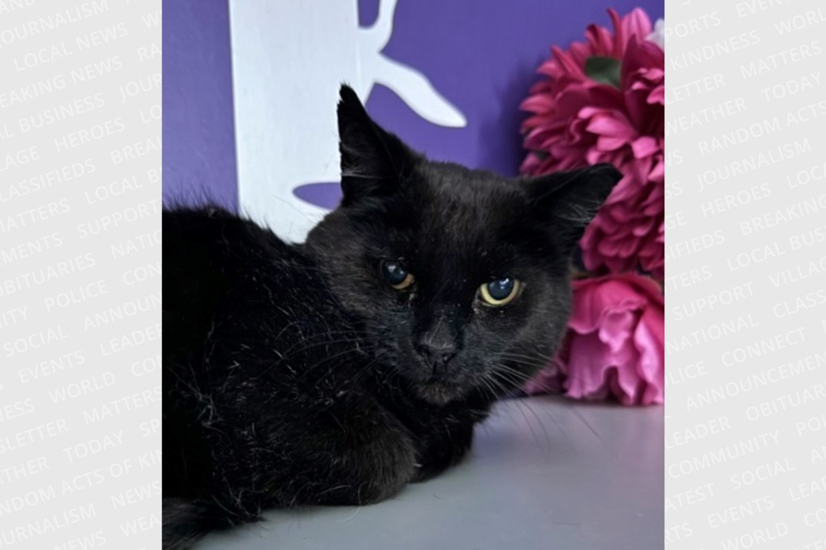 PET OF THE WEEK: Sweet Toothless is the most thankful senior cat around